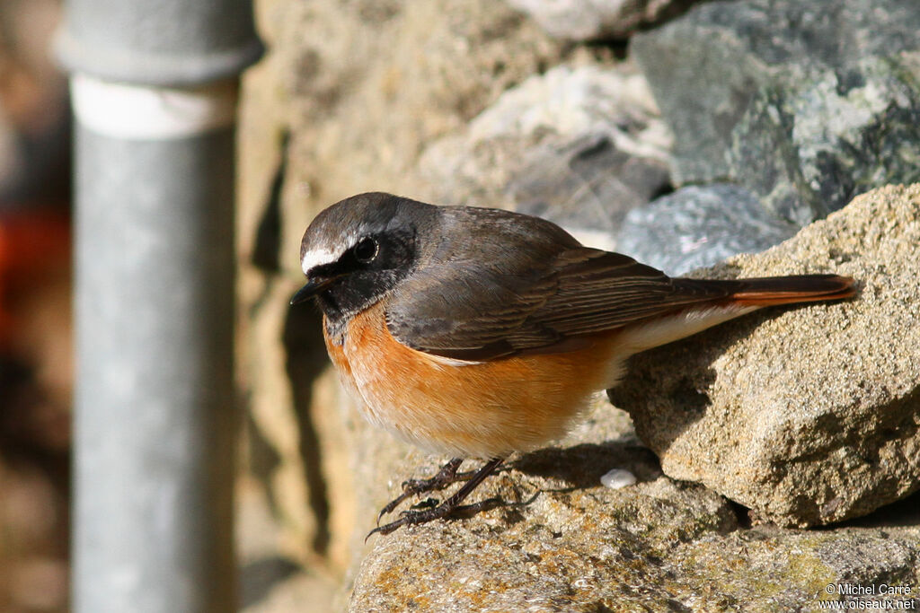 Common Redstart male adult