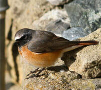 Common Redstart