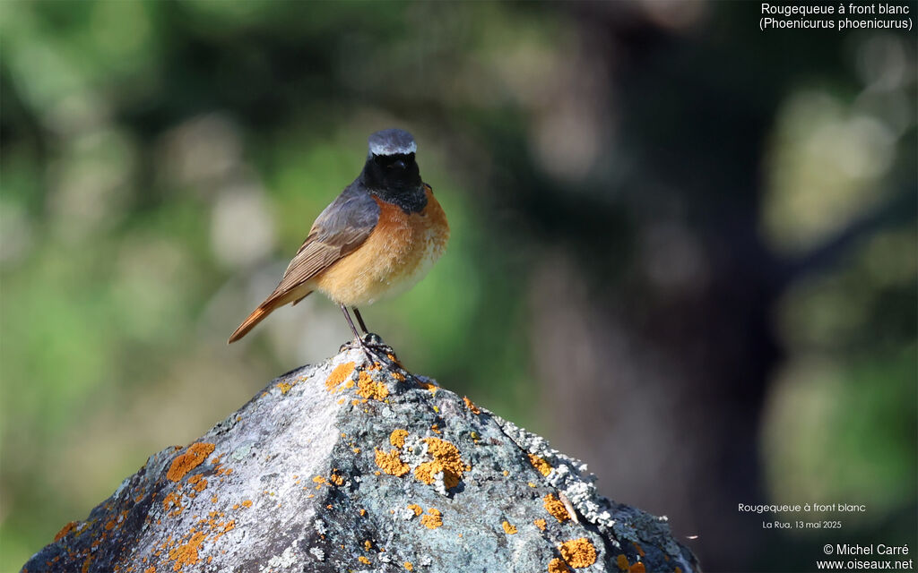 Common Redstart male adult