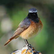 Common Redstart