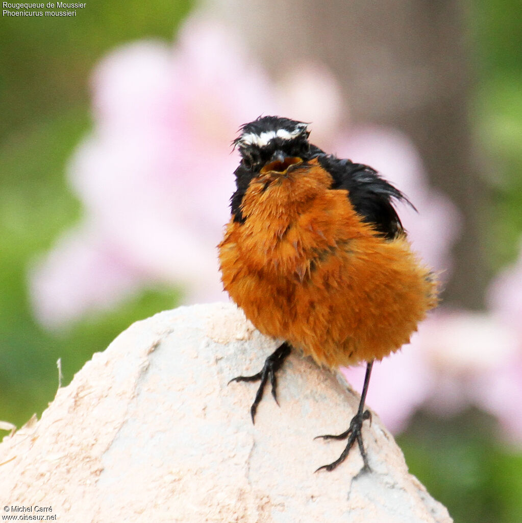 Moussier's Redstart male adult