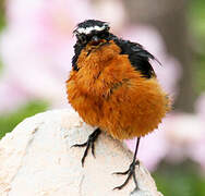 Moussier's Redstart