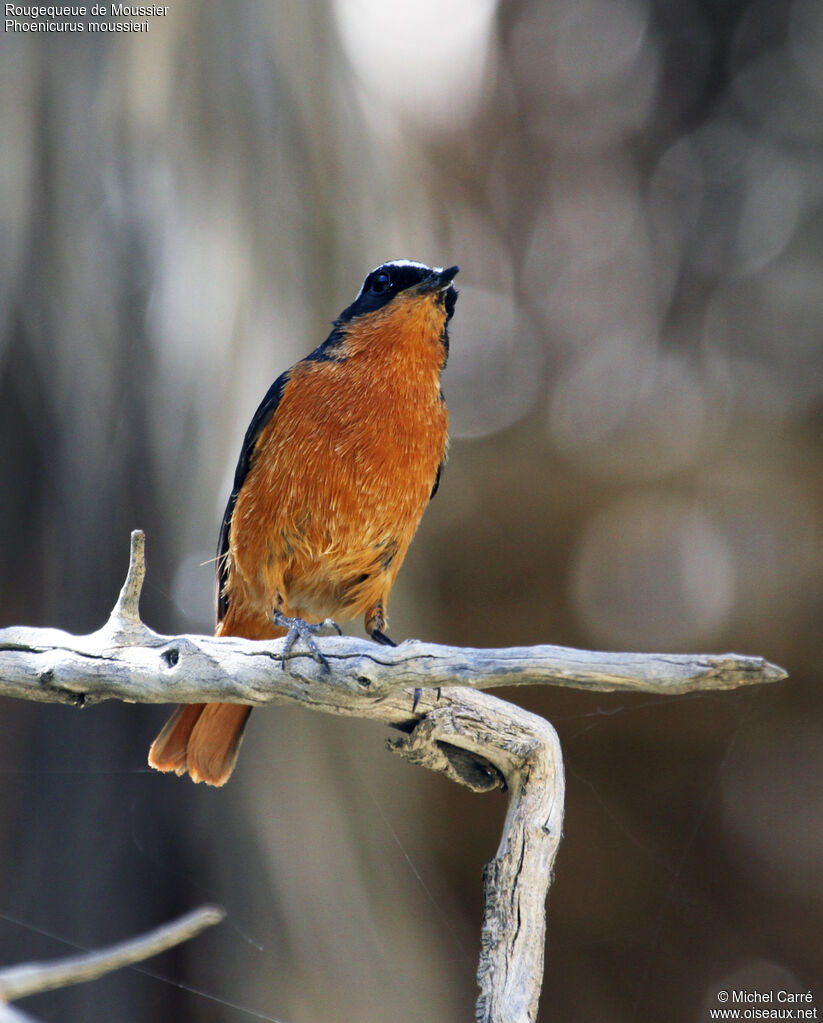 Moussier's Redstart male adult