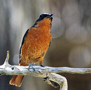 Moussier's Redstart