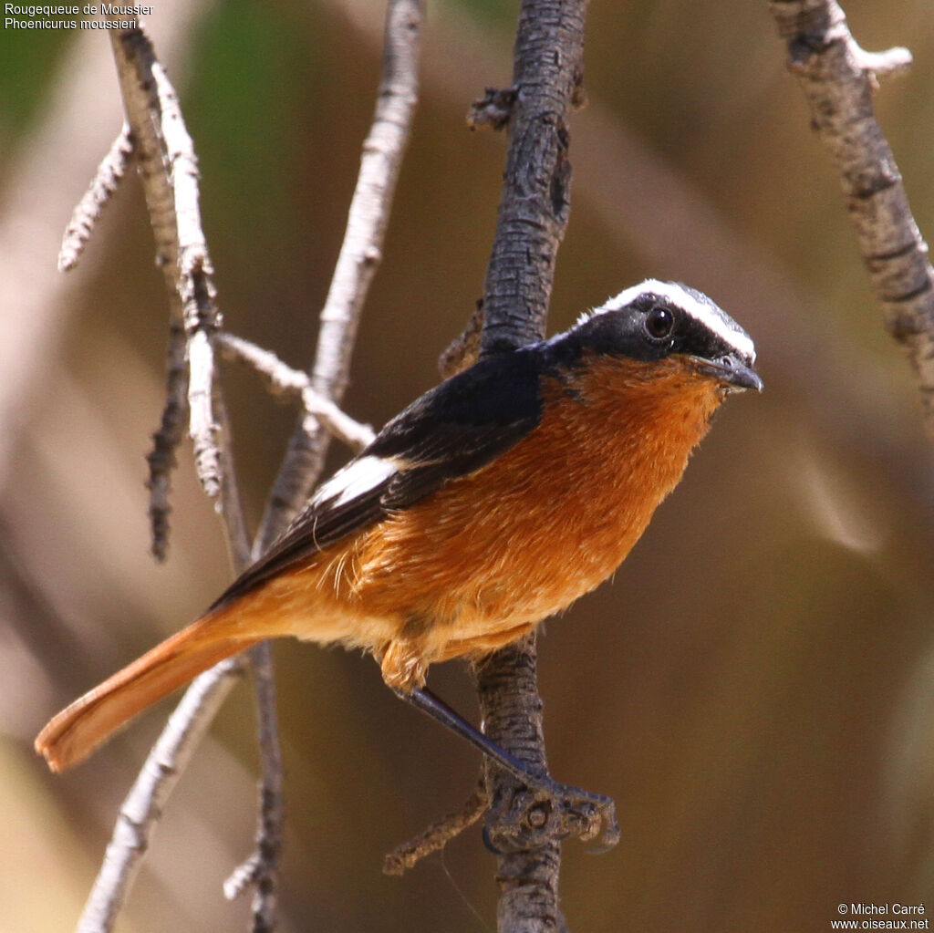 Moussier's Redstart male adult