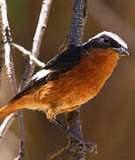 Moussier's Redstart