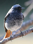 Black Redstart