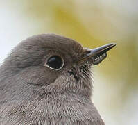 Black Redstart