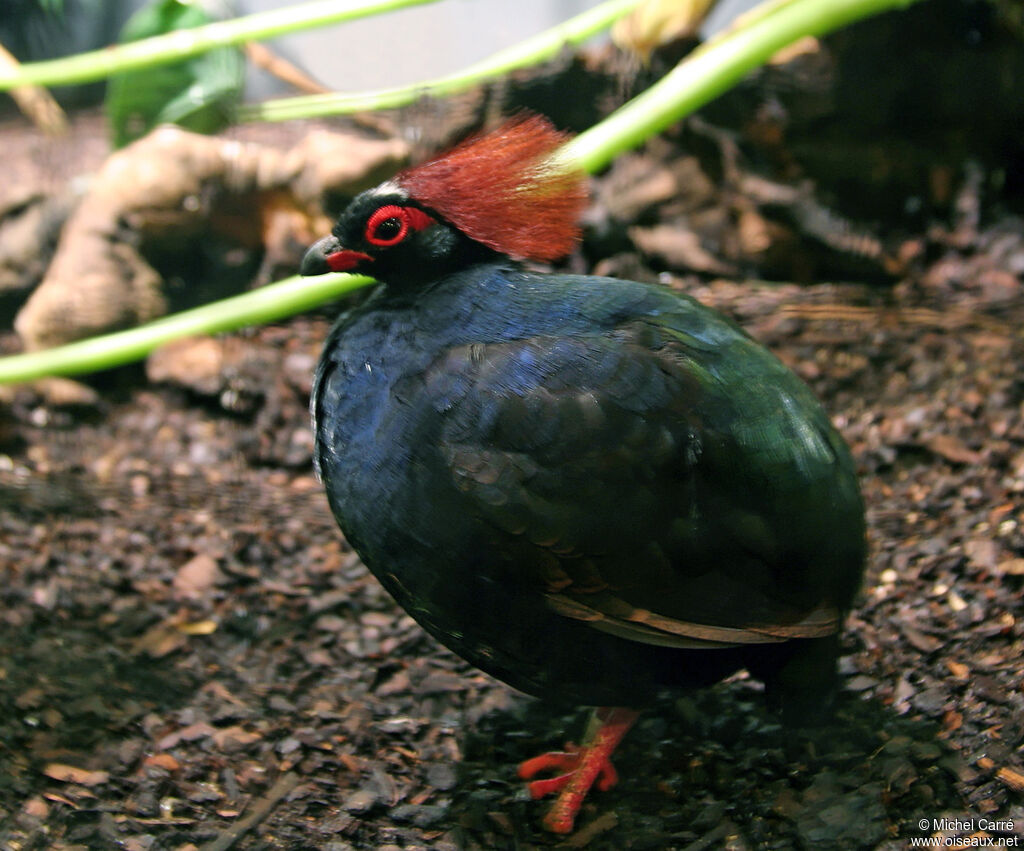 Crested Partridge male adult