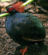 Crested Partridge