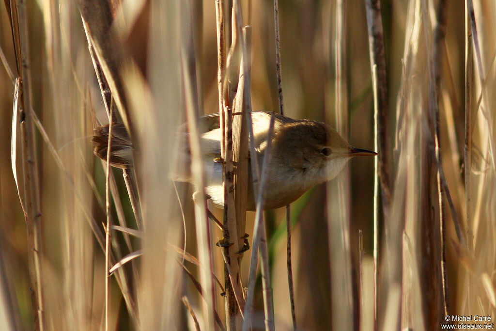 Common Reed Warbler