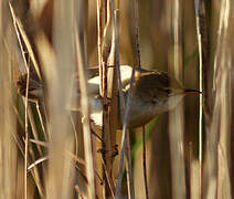 Eurasian Reed Warbler