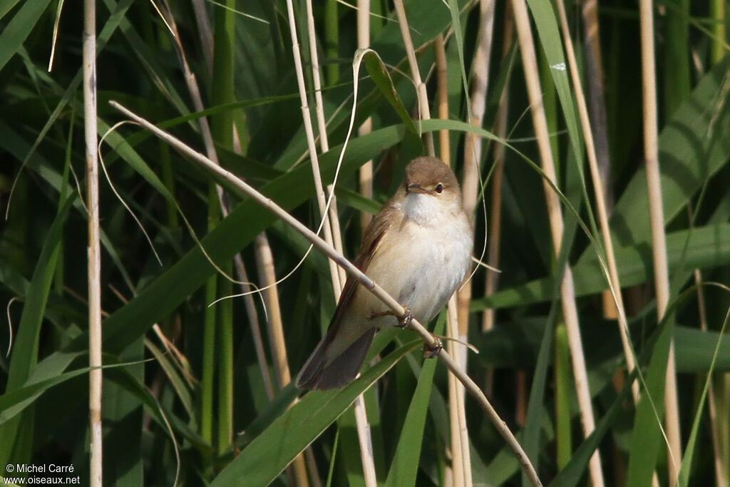 Common Reed Warbler