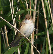 Eurasian Reed Warbler