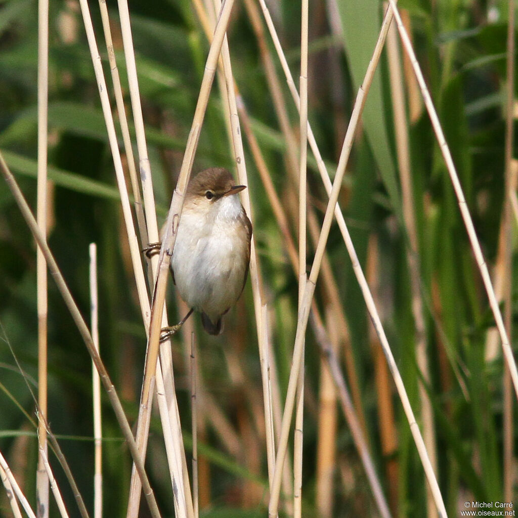 Common Reed Warbler