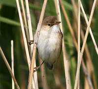 Common Reed Warbler