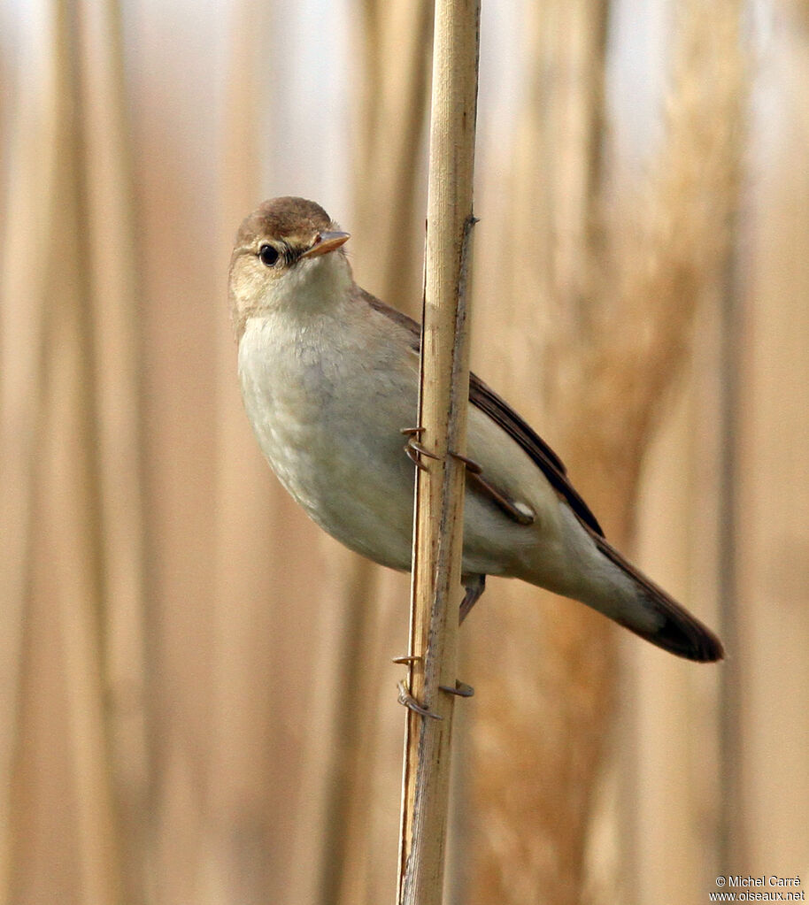 Great Reed Warbler