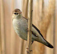 Great Reed Warbler