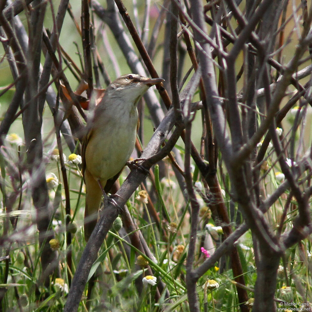 Great Reed Warbler