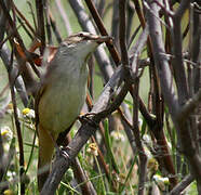 Great Reed Warbler