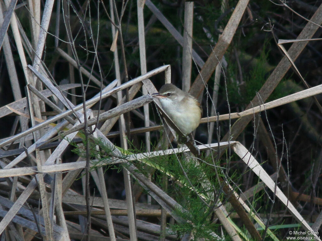 Great Reed Warbler