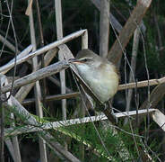 Great Reed Warbler