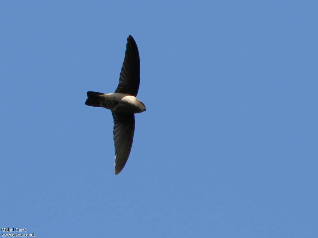 Mascarene Swiftlet, identification