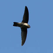 Mascarene Swiftlet