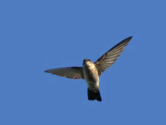 Mascarene Swiftlet