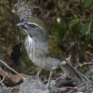 Saltator gros-bec