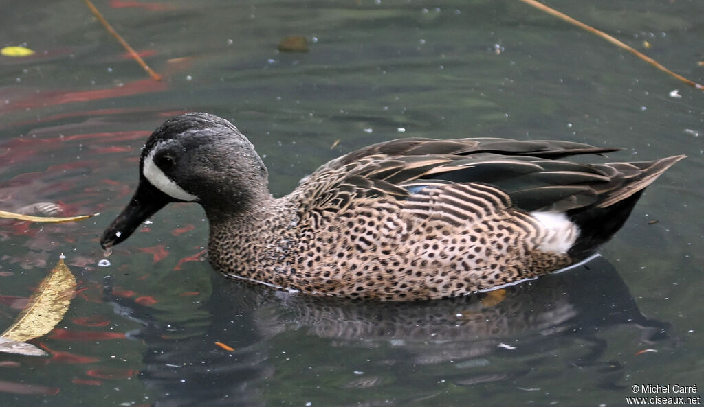 Blue-winged Teal male adult