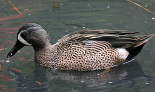 Blue-winged Teal