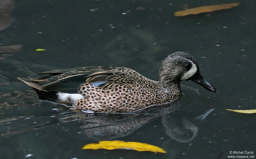 Sarcelle à ailes bleues mâle adulte