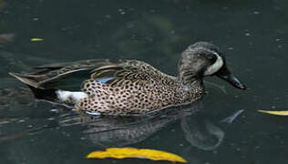 Blue-winged Teal