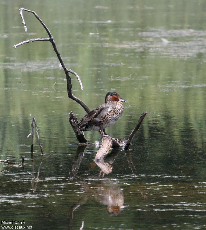 Green-winged Teal male adult transition, identification