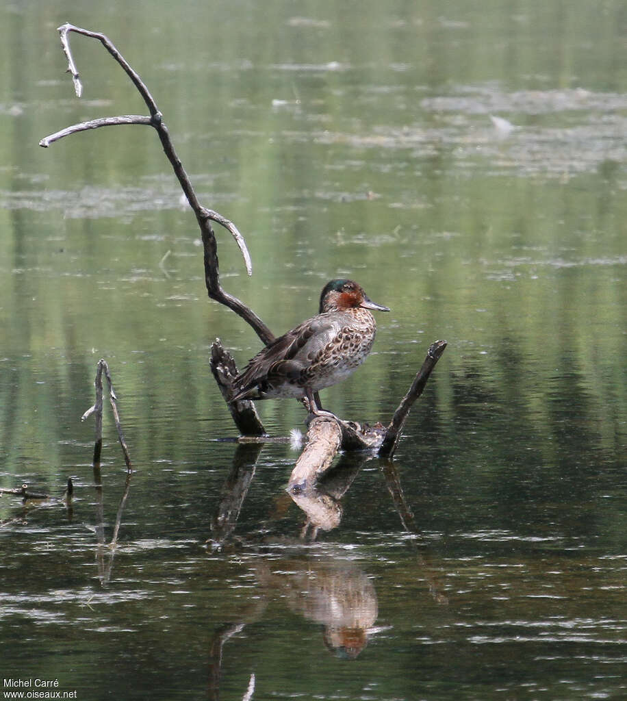 Sarcelle à ailes vertes mâle adulte transition, identification