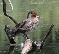 Green-winged Teal