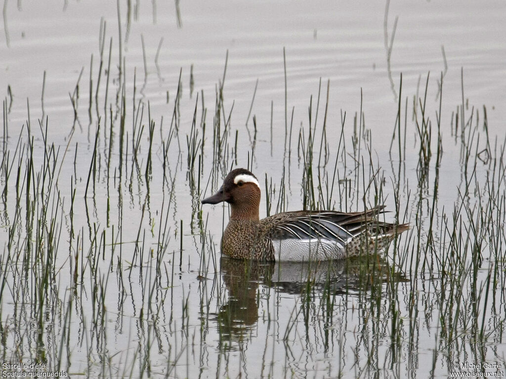 Garganey male adult breeding