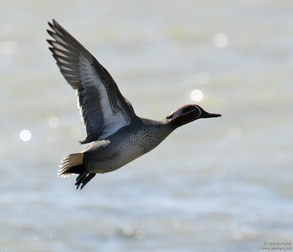 Eurasian Teal male adult breeding