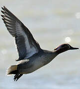 Eurasian Teal