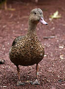 Bernier's Teal