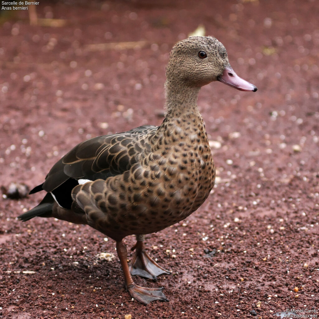 Bernier's Tealadult