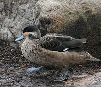 Blue-billed Teal