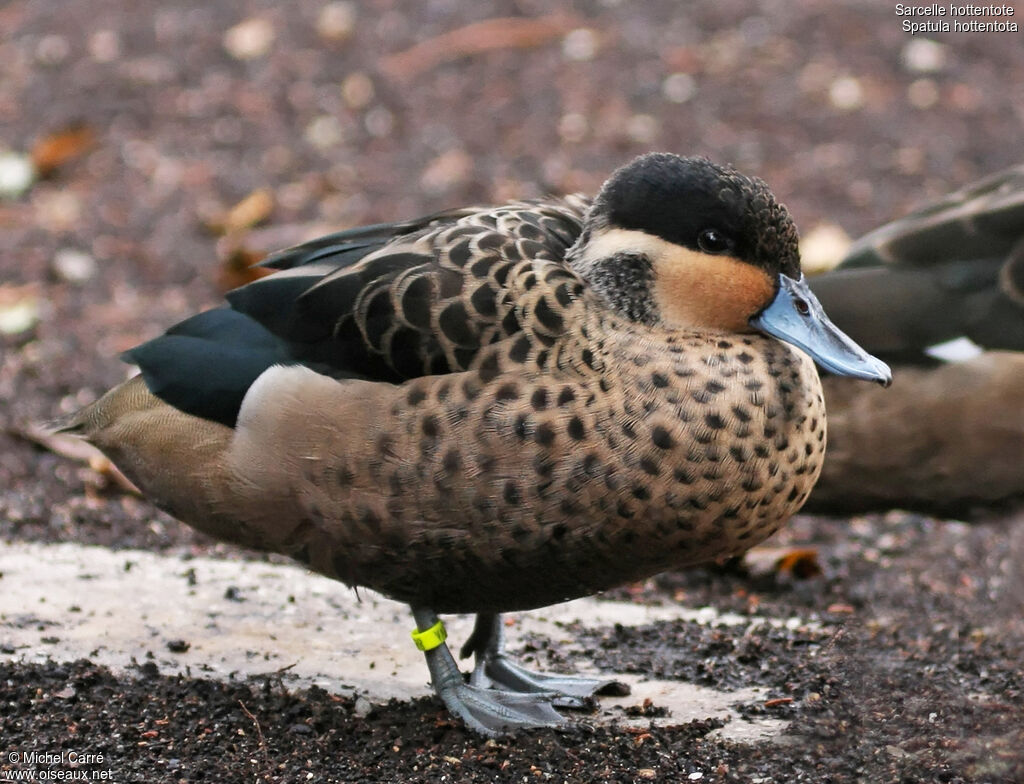 Blue-billed Tealadult