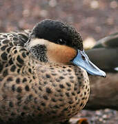 Blue-billed Teal