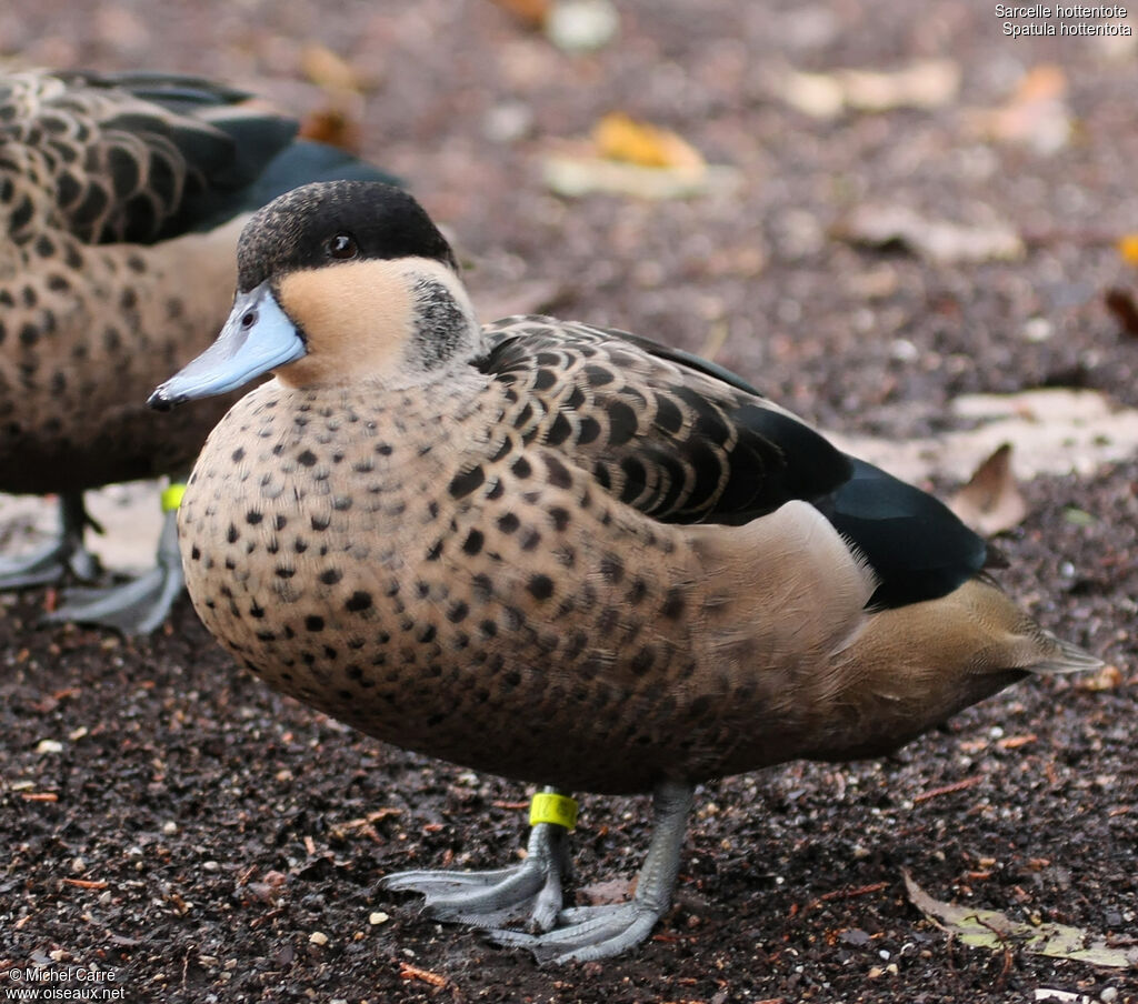 Hottentot Teal