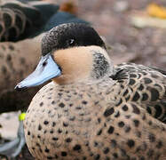 Hottentot Teal