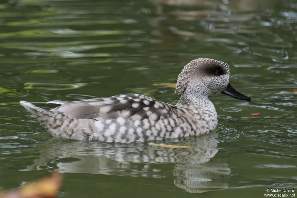 Marbled Duckadult, close-up portrait