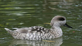 Marbled Duck