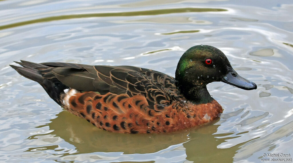 Chestnut Teal male adult